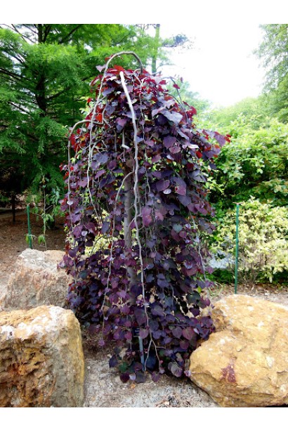 Cercis canadensis Ruby Falls 
